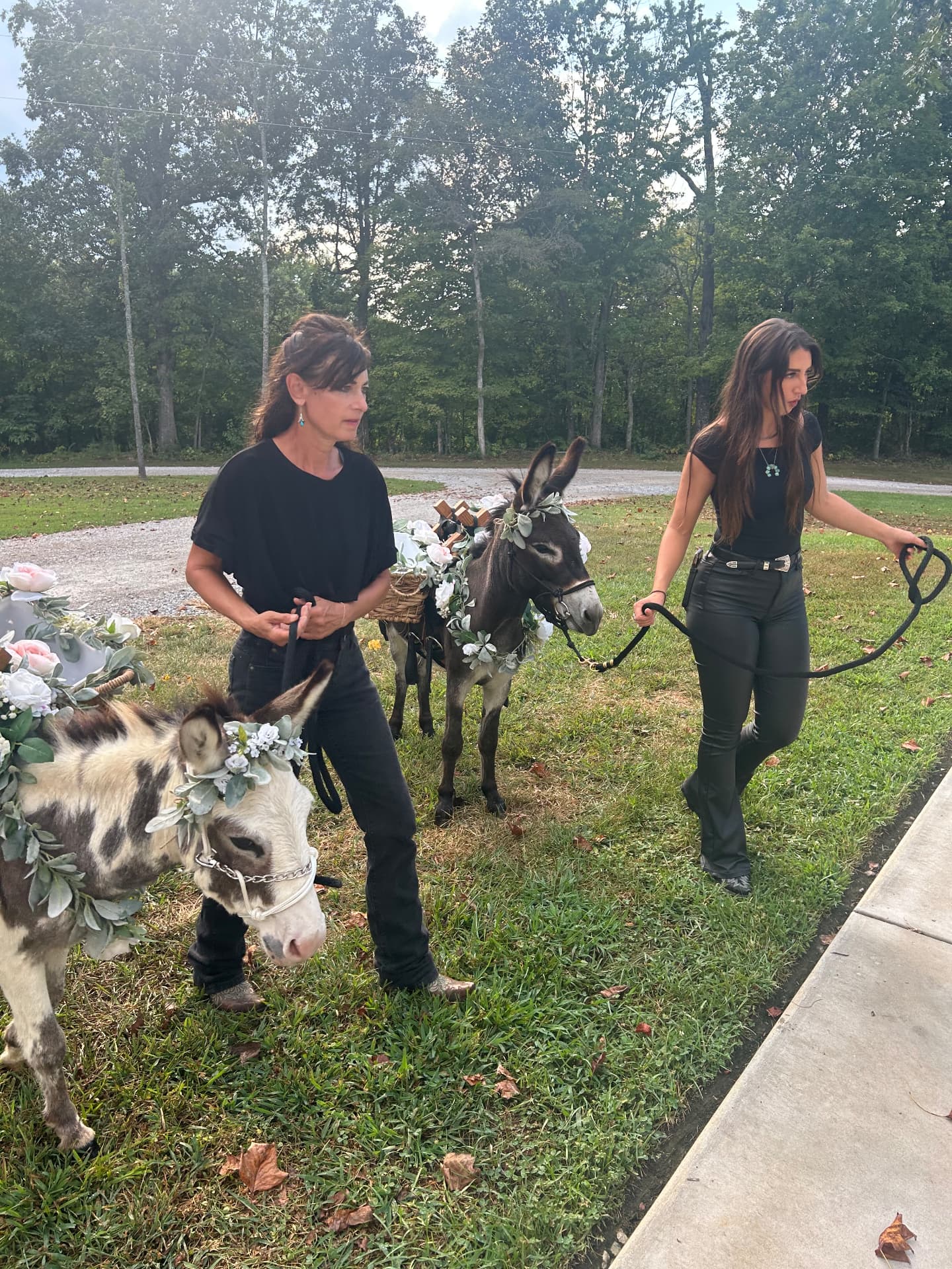 Peaches and Hickory arriving with their handlers