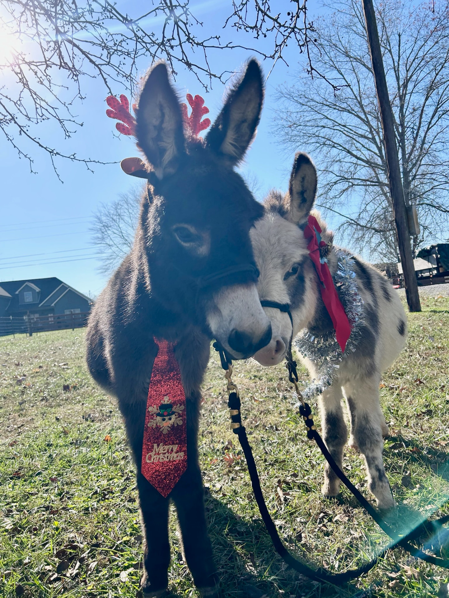 Peaches and Hickory dressed for Christmas