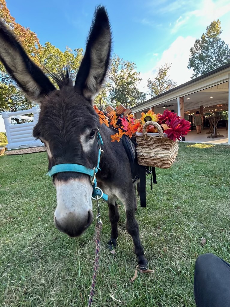 Hickory dressed in bright autumn flowers