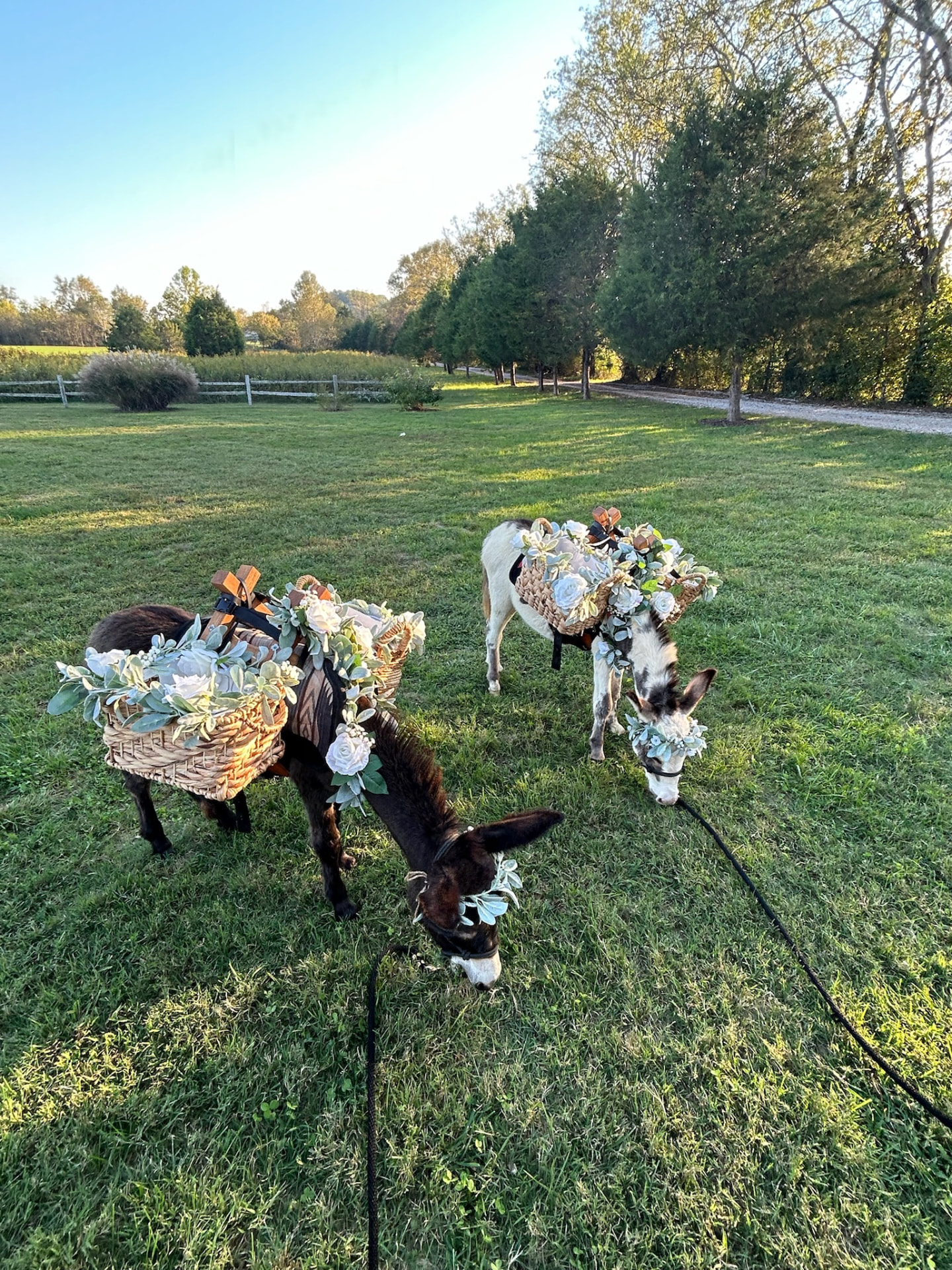 Peaches and Hickory grazing in their floral baskets